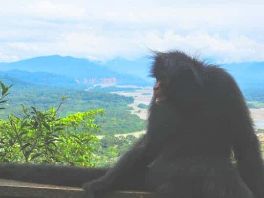 edit - monkeys-Villa-Tunari