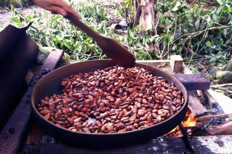 Cultivating Chocolate On An Organic Cacao Farm in Ecuador