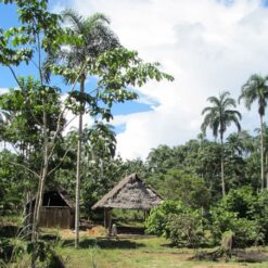 Ecuadorian Amazon