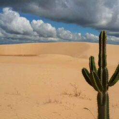 Cactus in Lomas de Arena