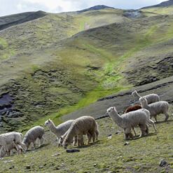 Alpacas on mountainside