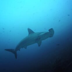 Hammerhead shark in Galapagos sea
