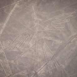 Condor Nasca Lines