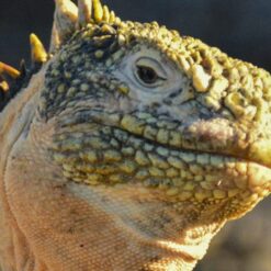 Land iguana on Galapagos