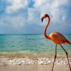 Flamingo on Isabela island, Galapagos