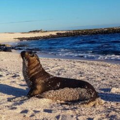 Sea lion pup on Galapagos Islands, Ecuador