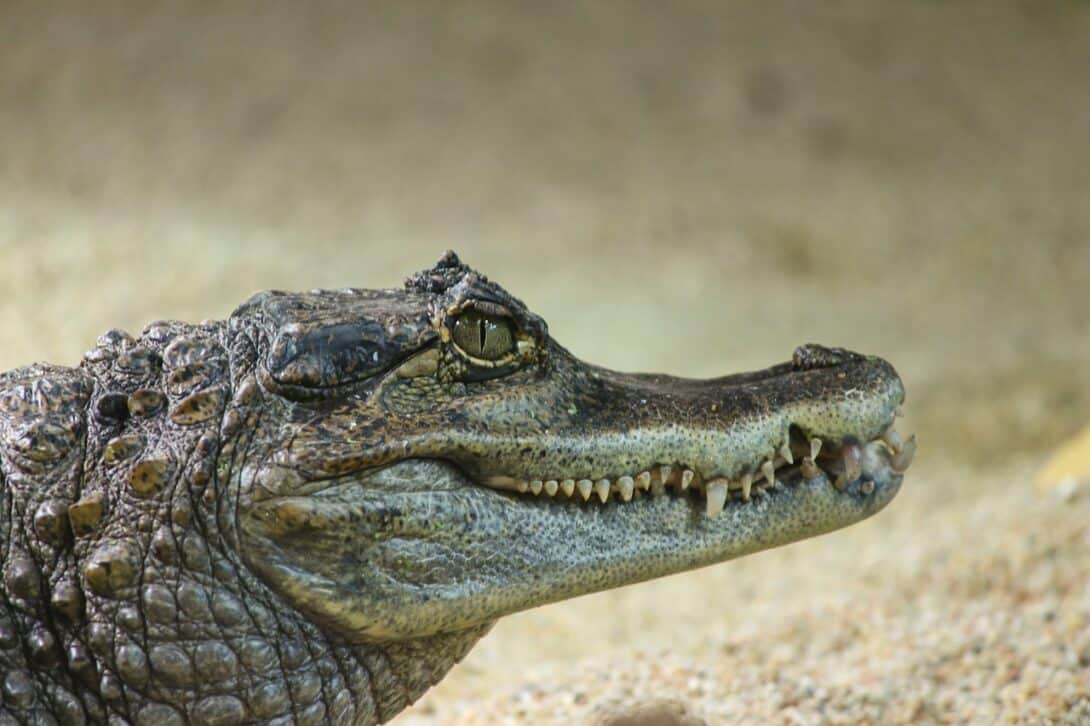 Caiman
