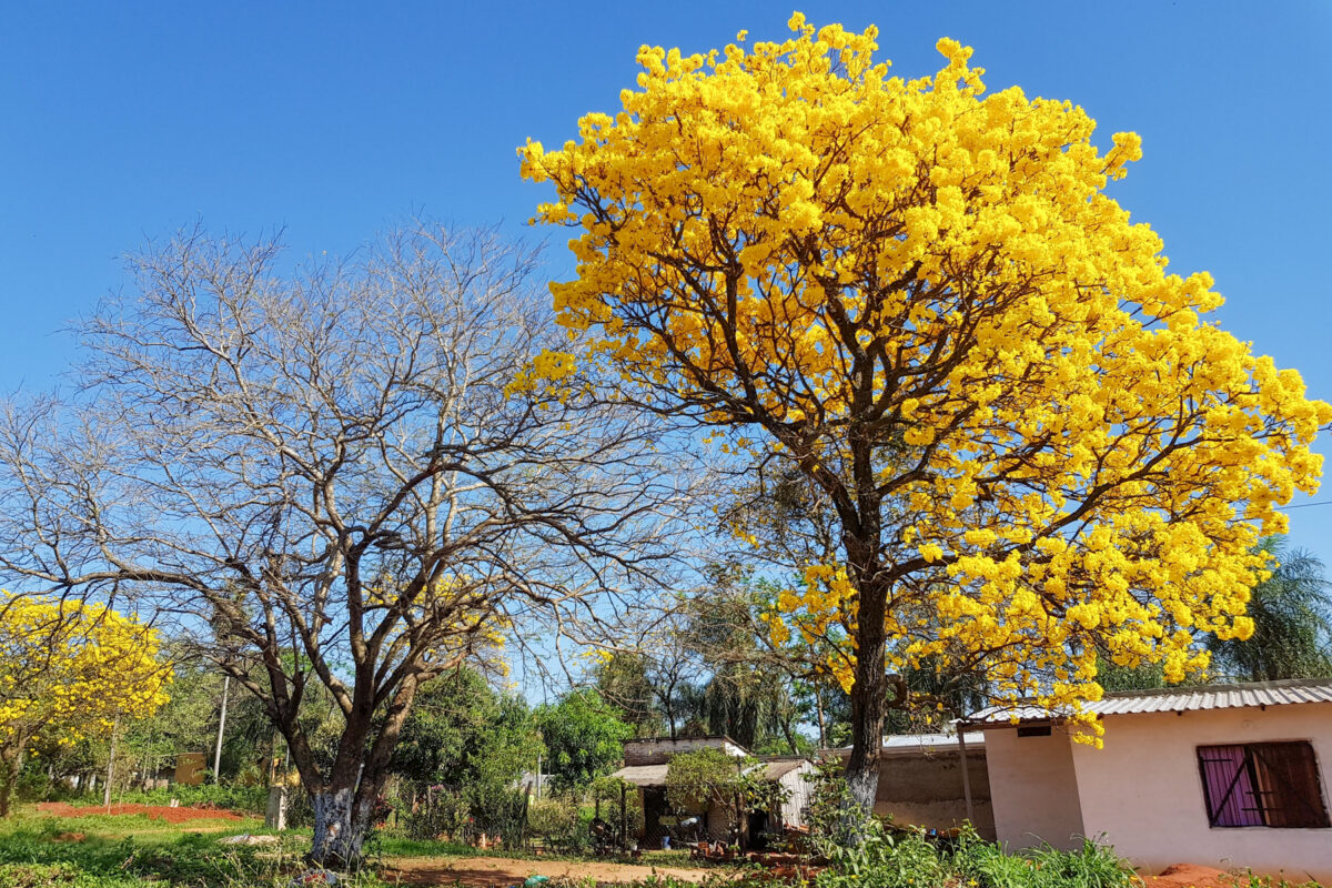 Lapacho tree in bloom(1)