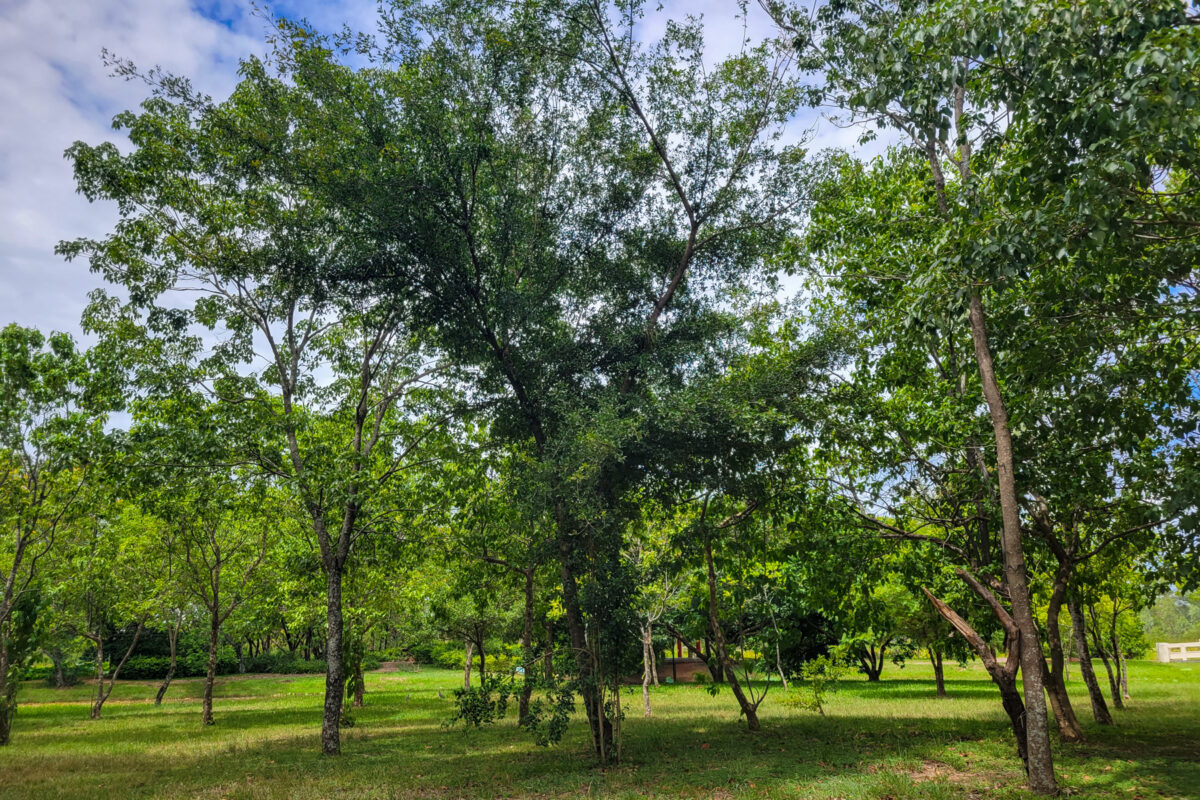Ñu Guasú Park in Luque(1)