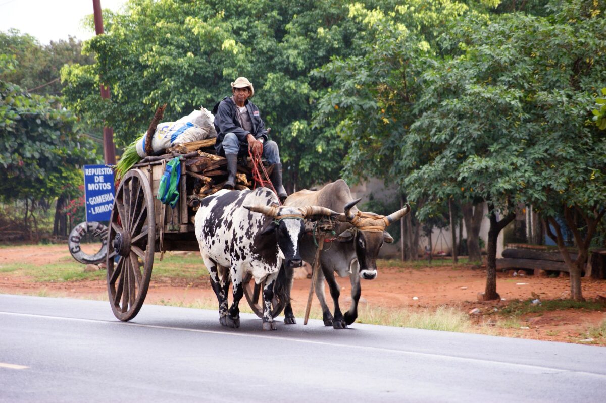 Paraguay-ox-cart