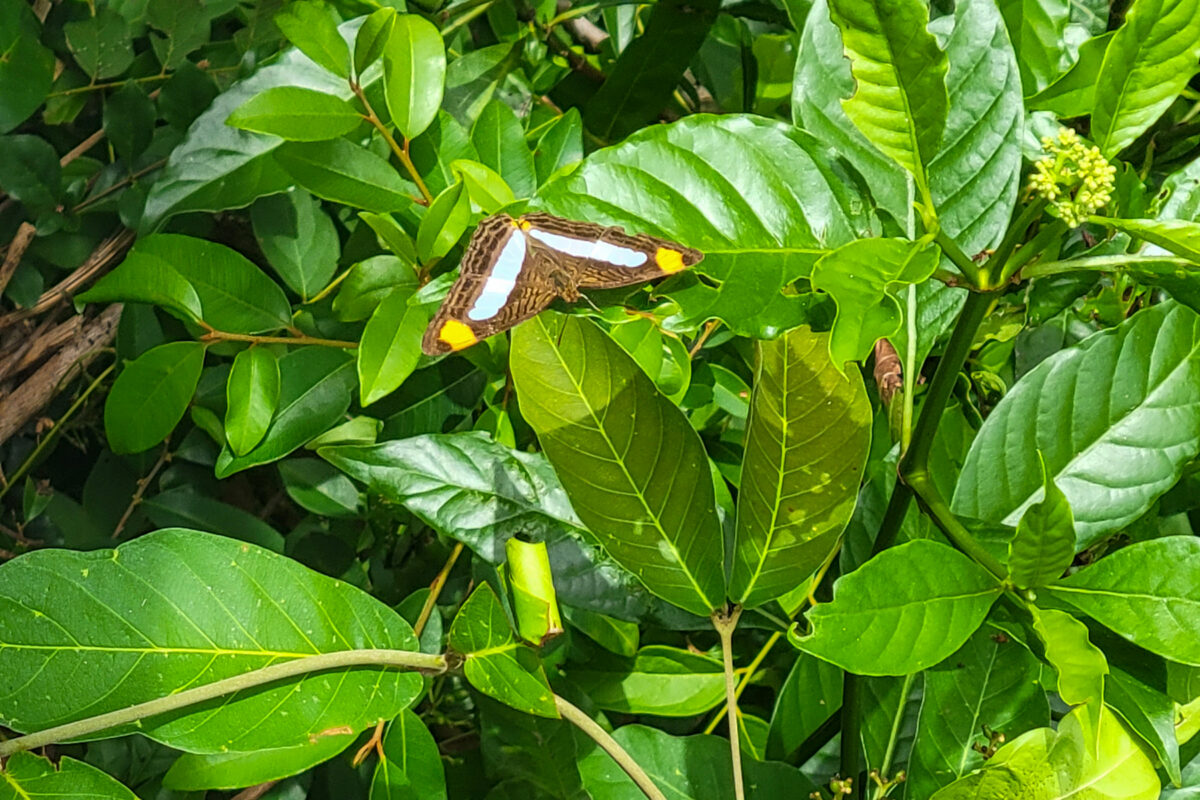 Butterfly Argentina