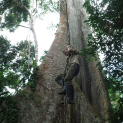 Man climbing a tree in the jungle