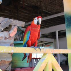 Red and green parrot