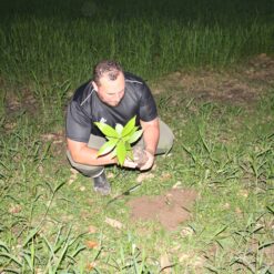 Man planting tree in the forest