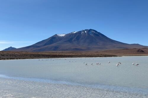 Lagoon with flamingos